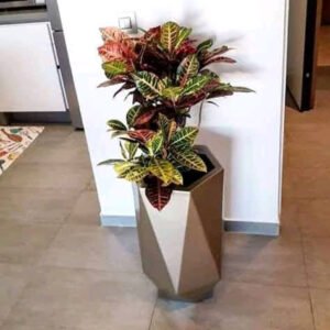Pot